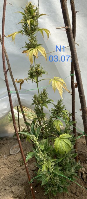 03.07.22N1.jpeg 03.07.22N1.jpeg