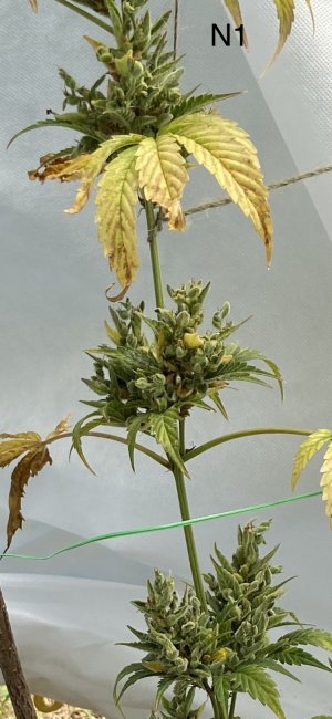 03.07.22N1 2.jpeg 03.07.22N1 2.jpeg