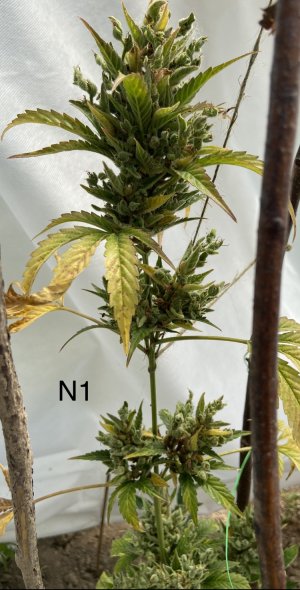 03.07.22N1 3.jpeg 03.07.22N1 3.jpeg