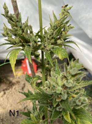 03.07.22N1 5.jpeg 03.07.22N1 5.jpeg