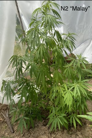 03.07.22N2.jpeg 03.07.22N2.jpeg