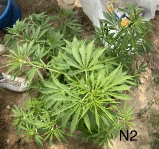 03.07.22N2 2.jpeg 03.07.22N2 2.jpeg