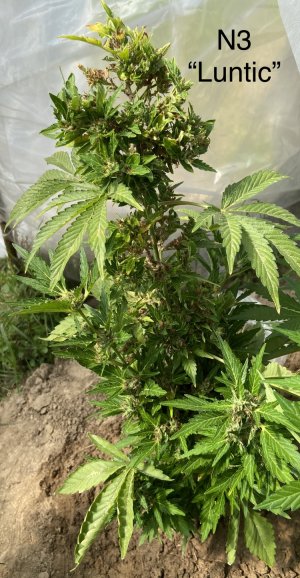 03.07.22N3 2.jpeg 03.07.22N3 2.jpeg