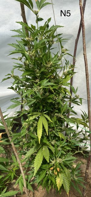 03.07.22N5 2.jpeg 03.07.22N5 2.jpeg