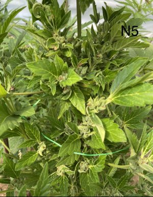 03.07.22N5 3.jpeg 03.07.22N5 3.jpeg