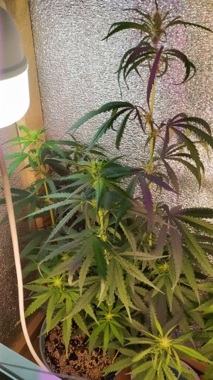 IMG_20220703_220027.jpg IMG_20220703_220027.jpg