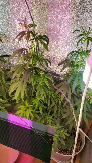 IMG_20220703_220016.jpg IMG_20220703_220016.jpg