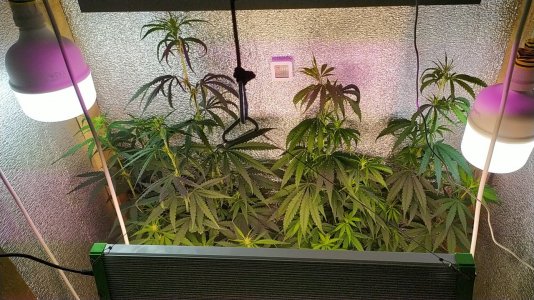 IMG_20220703_215927.jpg IMG_20220703_215927.jpg