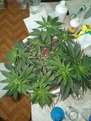 1656927025541.png 1656927025541.png