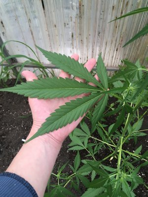 F429DB68-6712-4AF8-8FA3-D2FBD0B3E4B1.jpeg F429DB68-6712-4AF8-8FA3-D2FBD0B3E4B1.jpeg