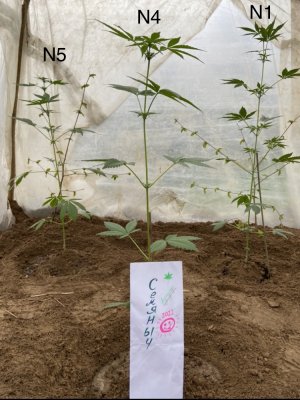 8.05.22.jpeg 8.05.22.jpeg