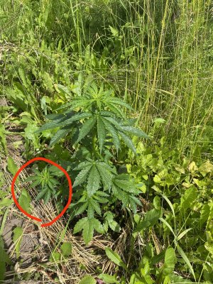 IMG_20220705_203448.jpg IMG_20220705_203448.jpg