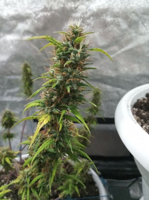 1657098309878.png 1657098309878.png