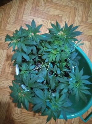 1657099507196.png 1657099507196.png