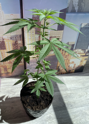 Снимок экрана 2022-07-07 в 11.04.09.png Снимок экрана 2022-07-07 в 11.04.09.png