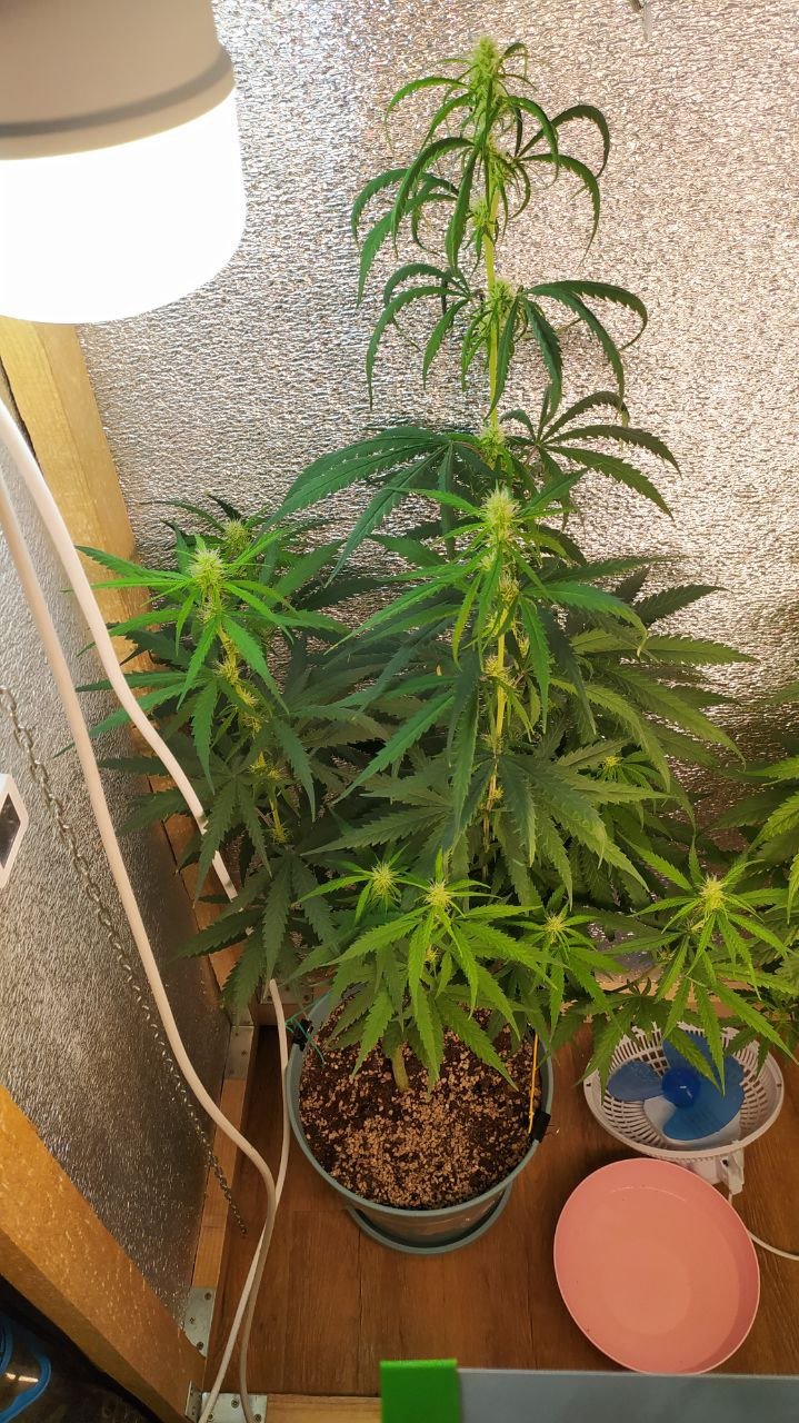 photo_2022-07-08_12-44-25.jpg photo_2022-07-08_12-44-25.jpg