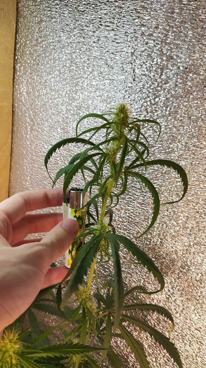 photo_2022-07-08_12-44-26 (4).jpg photo_2022-07-08_12-44-26 (4).jpg