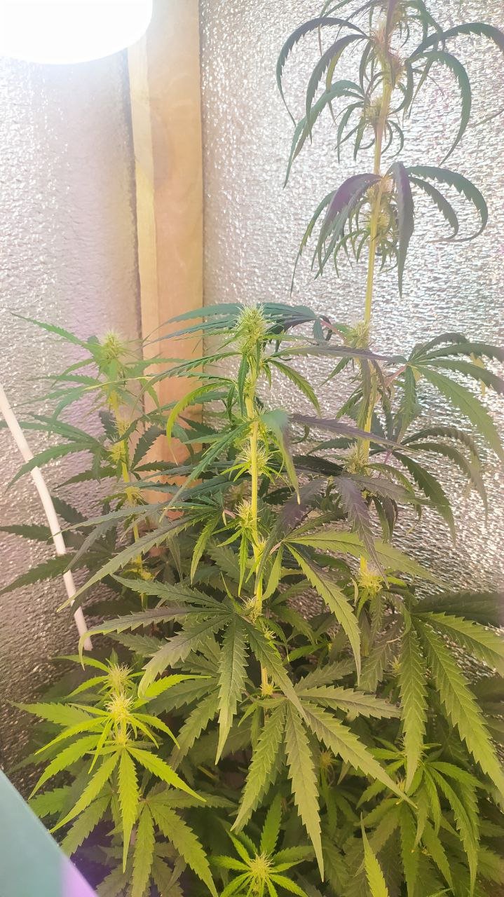 photo_2022-07-08_12-44-27.jpg photo_2022-07-08_12-44-27.jpg