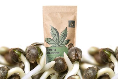 подготовка к проращиванию семян конопли