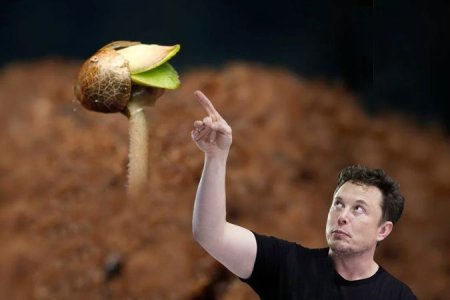 проращивание семян конопли в грунте