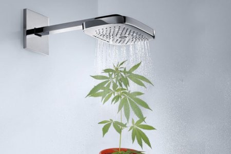 Стадия вегетации конопли Стадия вегетации конопли