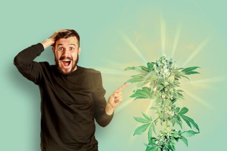 Цветение конопли Цветение конопли