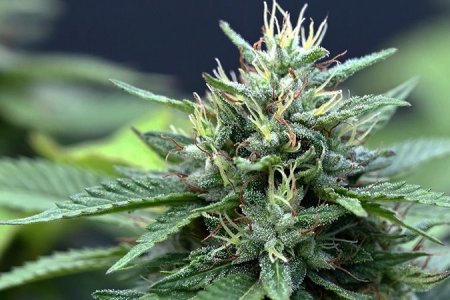 Как выглядит цветение конопли? Как выглядит цветение конопли?