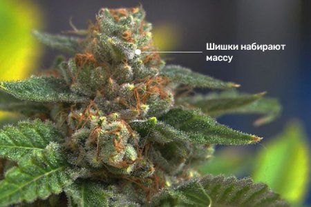 Сколько длится цветение конопли? Сколько длится цветение конопли?