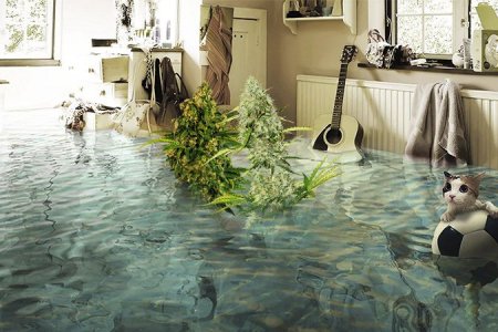 Серая гниль Серая гниль