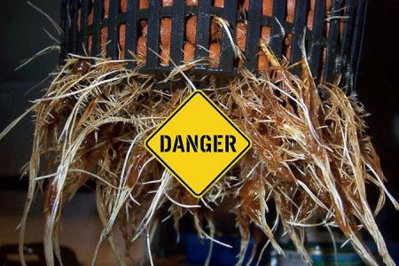 Болезни корневой системы конопли Болезни корневой системы конопли