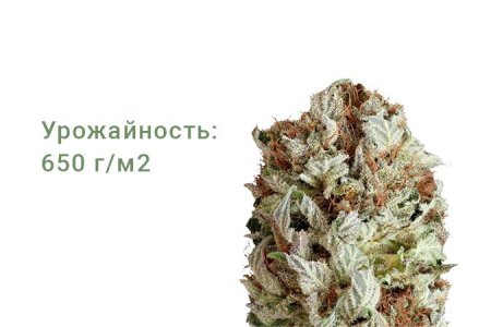 Сорт конопли Extreme Impact Auto