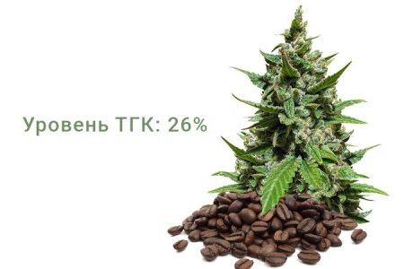 Сорт конопли Gelato Auto Сорт конопли Gelato Auto