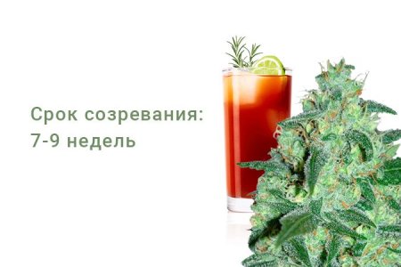 Сорт конопли Thunder Bloody Mary Auto