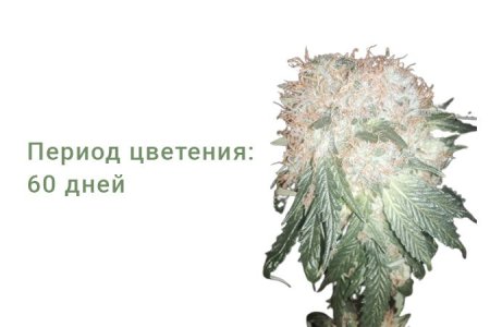 Сорт конопли Green Ninja Сорт конопли Green Ninja