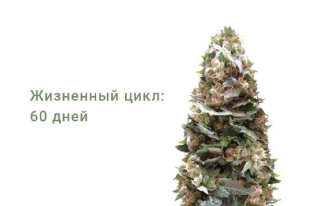 Сорт конопли Ogre Auto Сорт конопли Ogre Auto