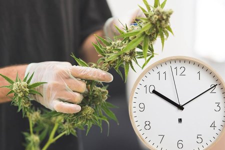 Когда пора собирать урожай конопли Когда пора собирать урожай конопли