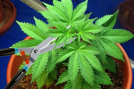 дефолиация на вегетации