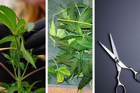 хитрости дефолиации