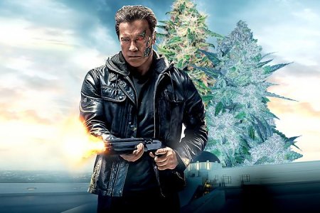 ТОП мощных сортов конопли ТОП мощных сортов конопли