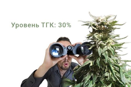 Сорт конопли Dos-Vi-Dos Сорт конопли Dos-Vi-Dos