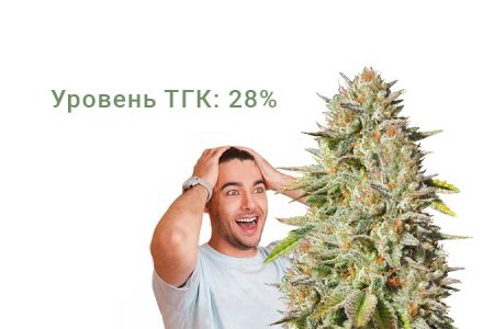 Сорт марихуаны Gorilla Glue #4 Сорт марихуаны Gorilla Glue #4