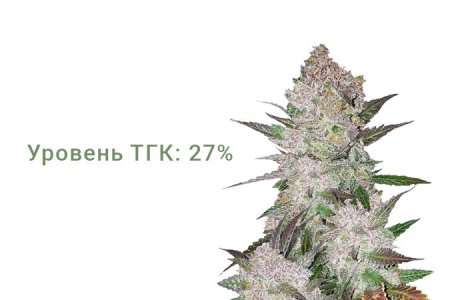 Сорт конопли Gorilla Cookies Auto Сорт конопли Gorilla Cookies Auto