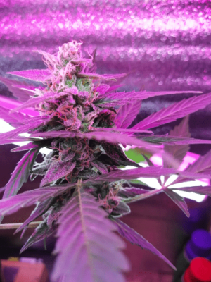 1612619130209.png 1612619130209.png