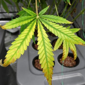 1613402931607.png 1613402931607.png