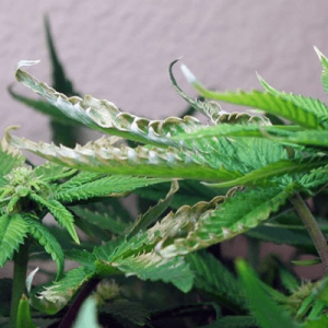 1613402973711.png 1613402973711.png