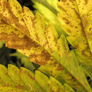 1613402987916.png 1613402987916.png