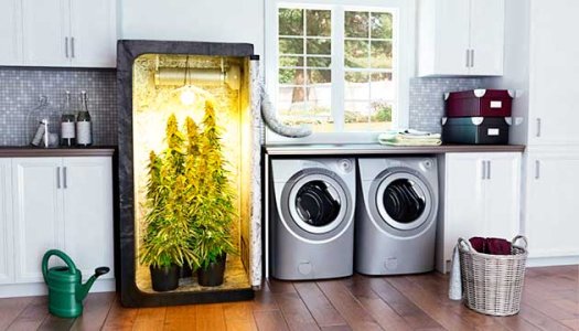 Как вырастить автоцвет в гроубоксе Как вырастить автоцвет в гроубоксе