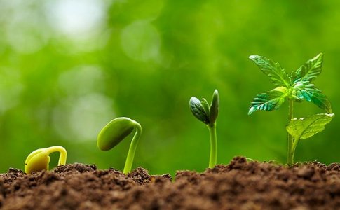 Высадка автоцвета в аутдор Высадка автоцвета в аутдор