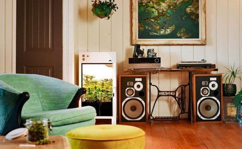 Место для выращивания конопли