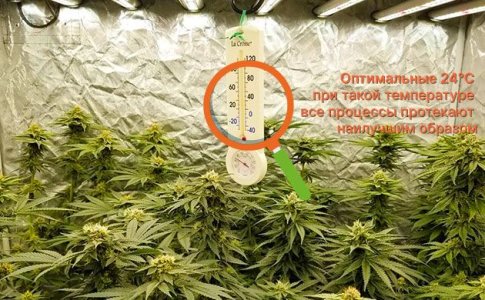 Температура для выращивания конопли